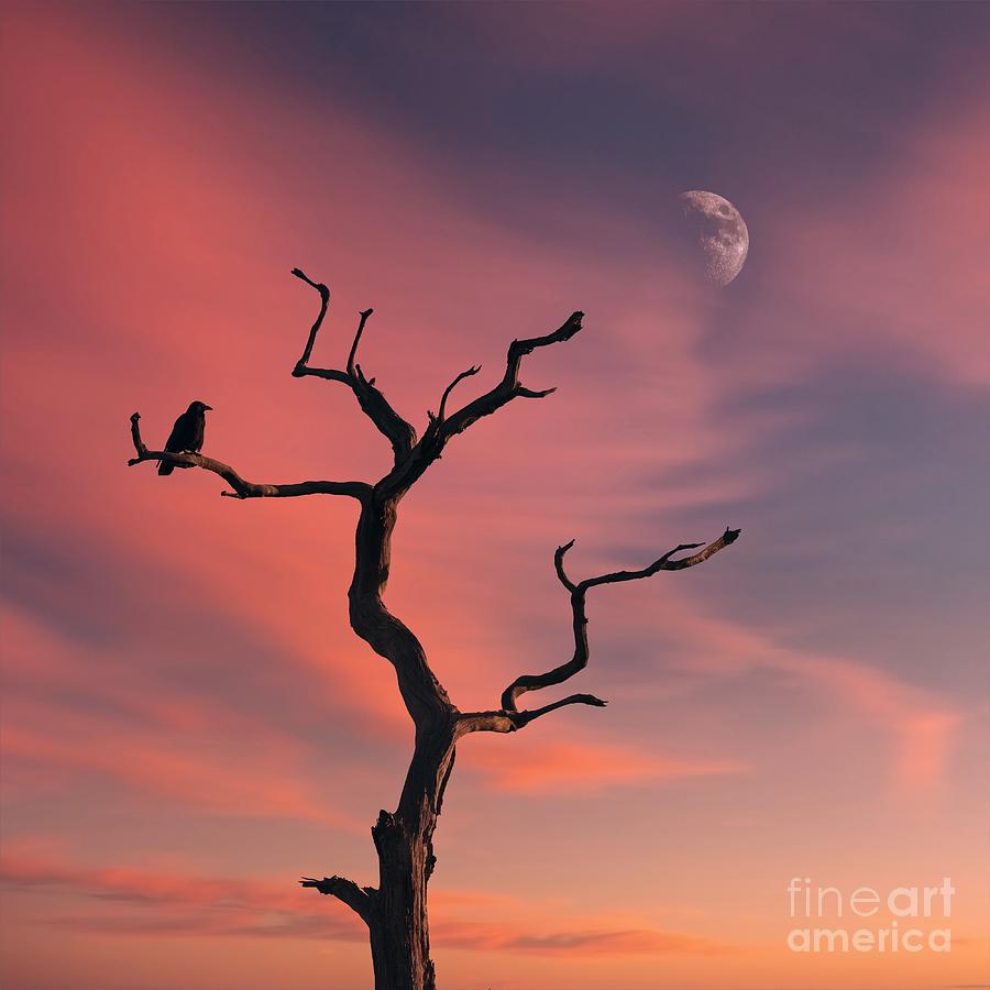 Dead Tree Colourful Sunset Photograph by Philip Preston