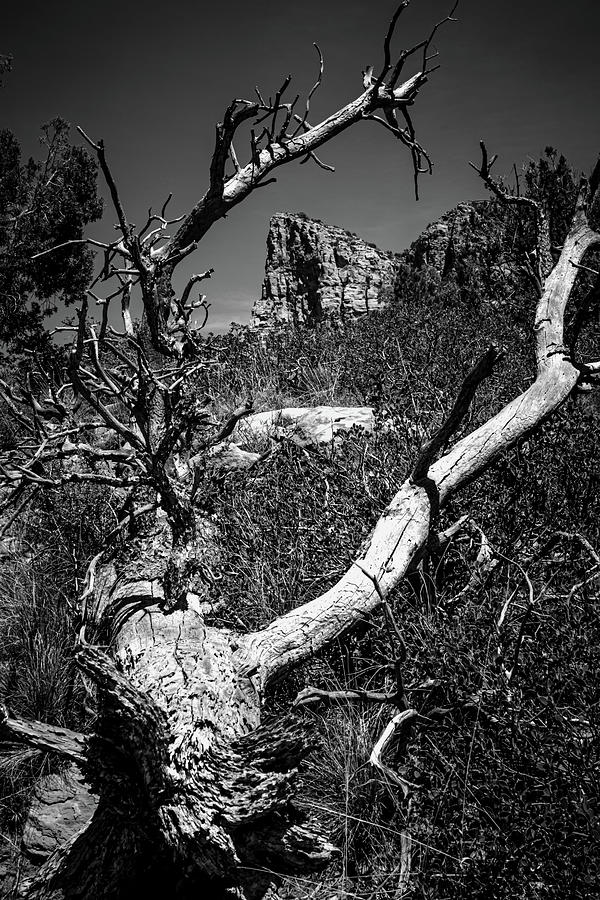 Dead Tree Framing Sedona Photograph by Linda Unger