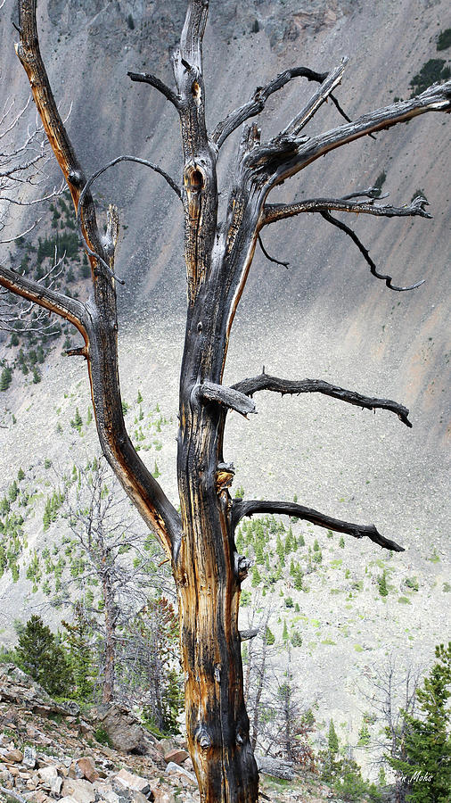 Dead Tree Photograph by GLENN Mohs