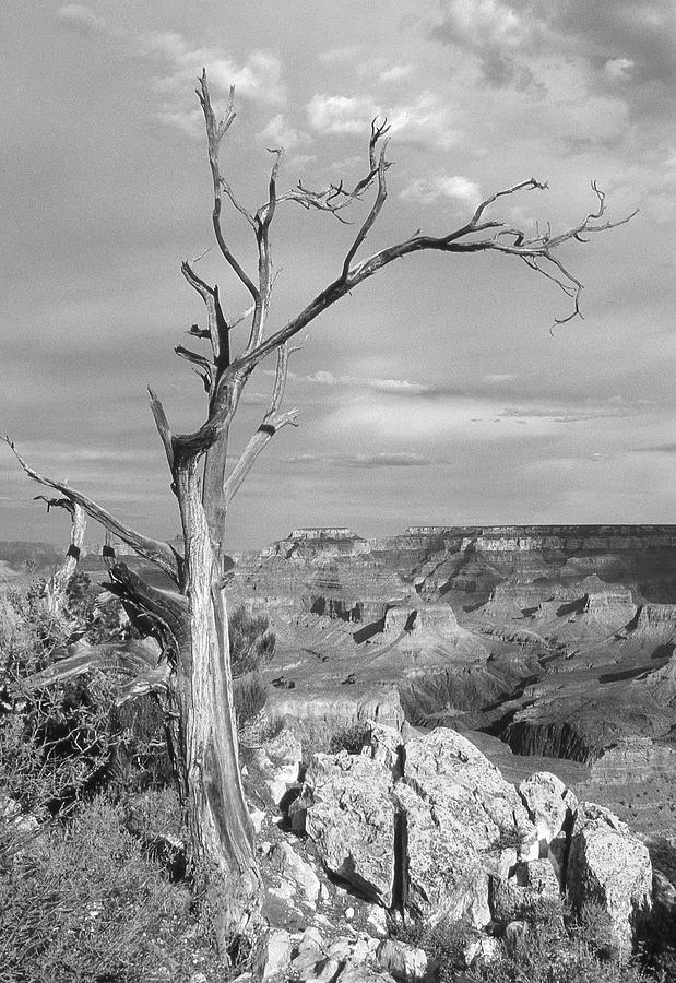 Dead Tree Hangs Over The Grand Canyon 2 Photograph by Mike McGlothlen