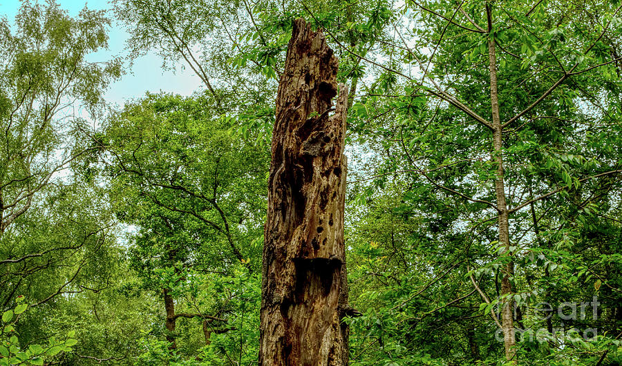 Dead tree Hopwood Nature Reserve UK Photograph by Pics By Tony