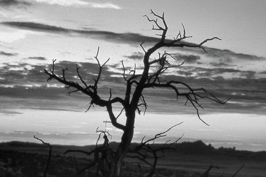 Dead Tree in a Southwest Sunset Photograph by Mike McGlothlen