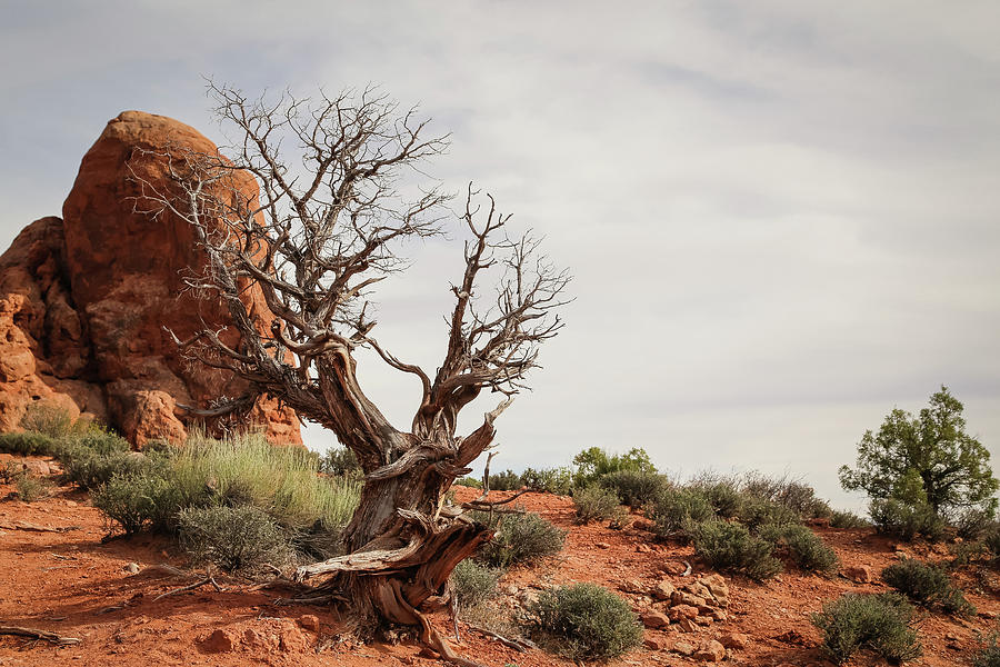 Dead Tree In Arches National Park Photograph by Alberto Zanoni