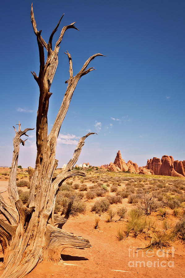 Nature Photograph - Dead tree in Arches National Park by Delphimages Photo Creations