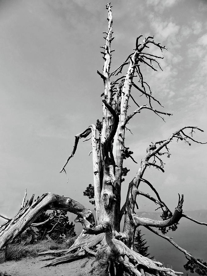 Dead Tree in BW Photograph by Lyuba Filatova