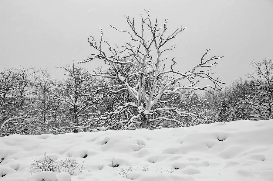 Dead Tree in Snowstorm Photograph by Elaine Berger