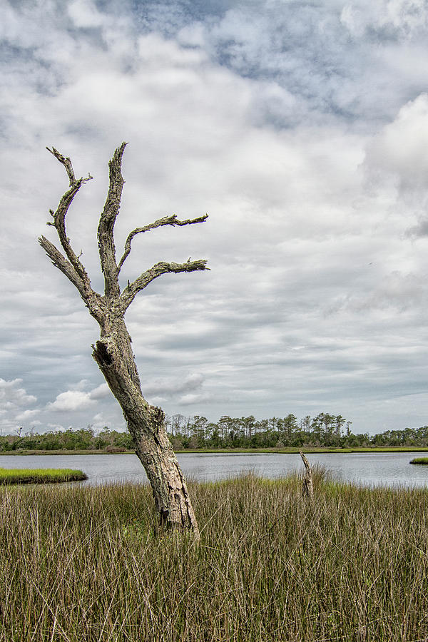 Nature Photograph - Dead Tree In the Marsh Along the Tideland Trail by Bob Decker