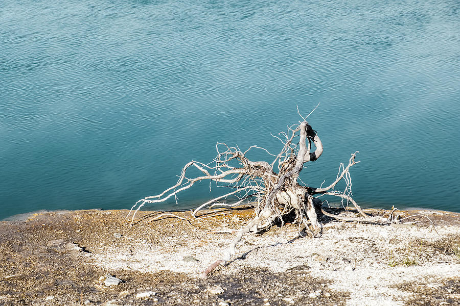 Dead Tree In Yellowstone Photograph by Alberto Zanoni