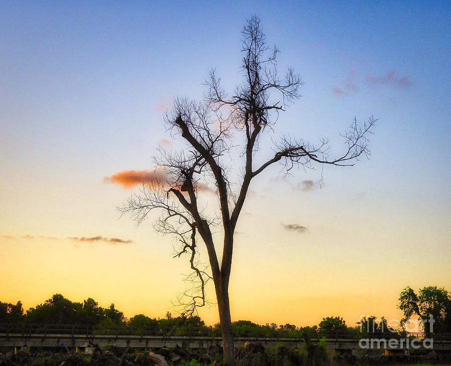 Dead Tree Photograph by JB Thomas