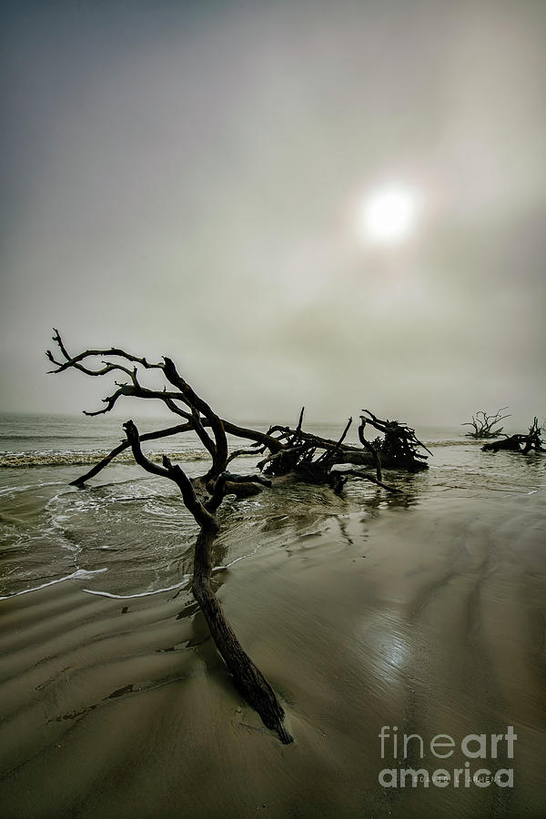 Dead Tree on Beach at Sunrise Photograph by David Arment
