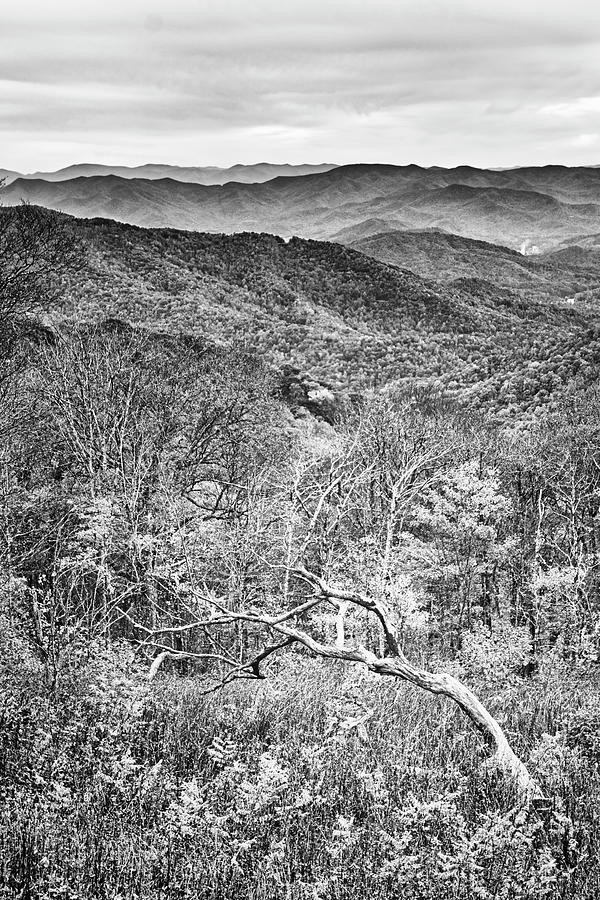 Dead Tree on Blue Ridge Parkway - Black and White Photograph by Bob Decker