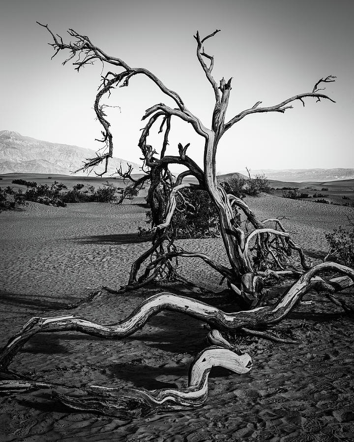 Dead Tree On The Dunes Photograph by Mike Schaffner