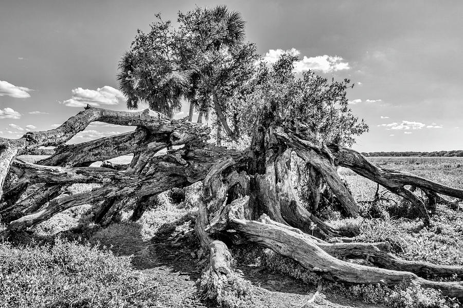 Dead Tree on the pParie Photograph by Robert Wilder Jr