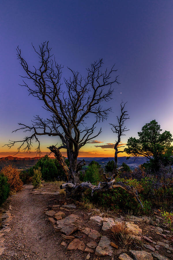 Dead Tree over Durango Photograph by Bradley Morris Dead Tree over Durango Photograph by Bradley Morris