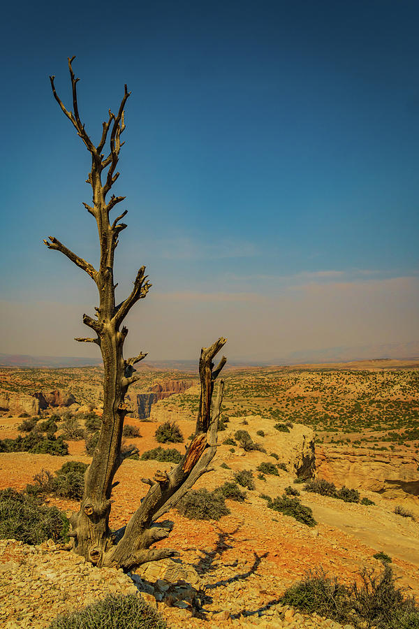  dead tree overlooking the Bighorn Canyon  Photograph by Ann Moore