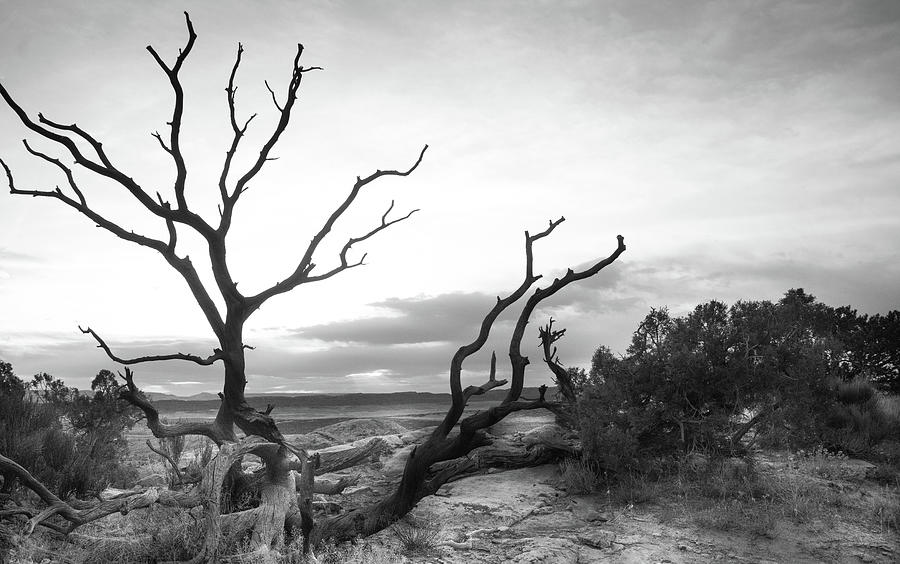 Dead Tree Overlooking the Desert Photograph by S Katz