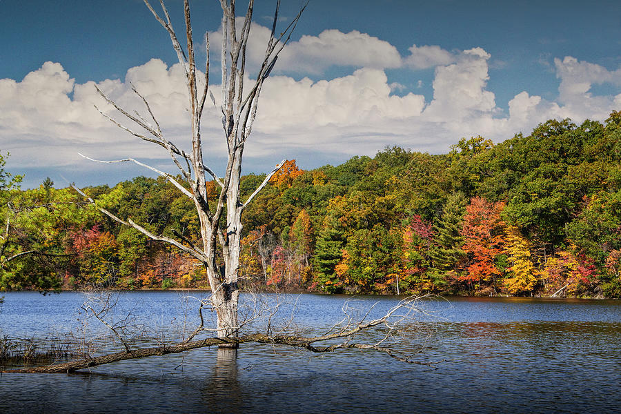 Dead Tree Stickup On Hall Lake Photograph