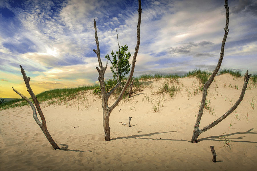 Dead Tree Trunk Stick-ups and Cirrus Clouds on Silver Lake Dune Photograph by Randall Nyhof