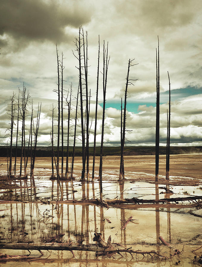 Dead Trees at Yellowstone National Park Photograph by Karen Cox