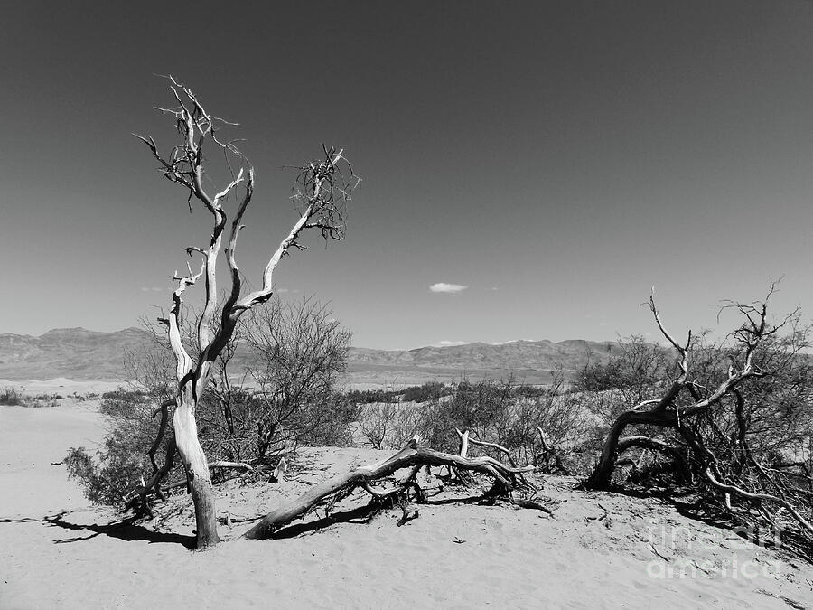 Black And White Photograph - Dead Trees by Connie Sloan