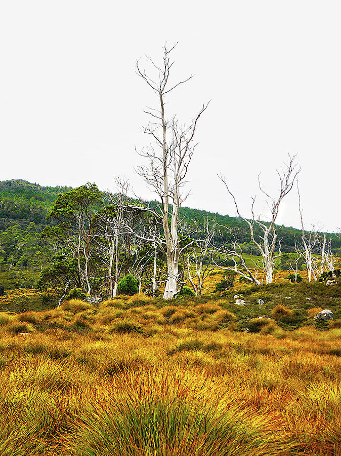 Dead Trees - Cradle Mountain Photograph by Lexa Harpell