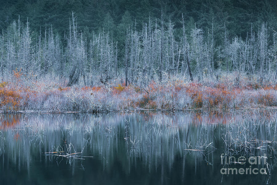 Dead Trees in Autumn Photograph by Masako Metz