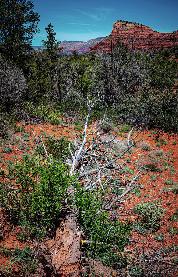 Dead Trees of Sedona Photograph by Linda Unger