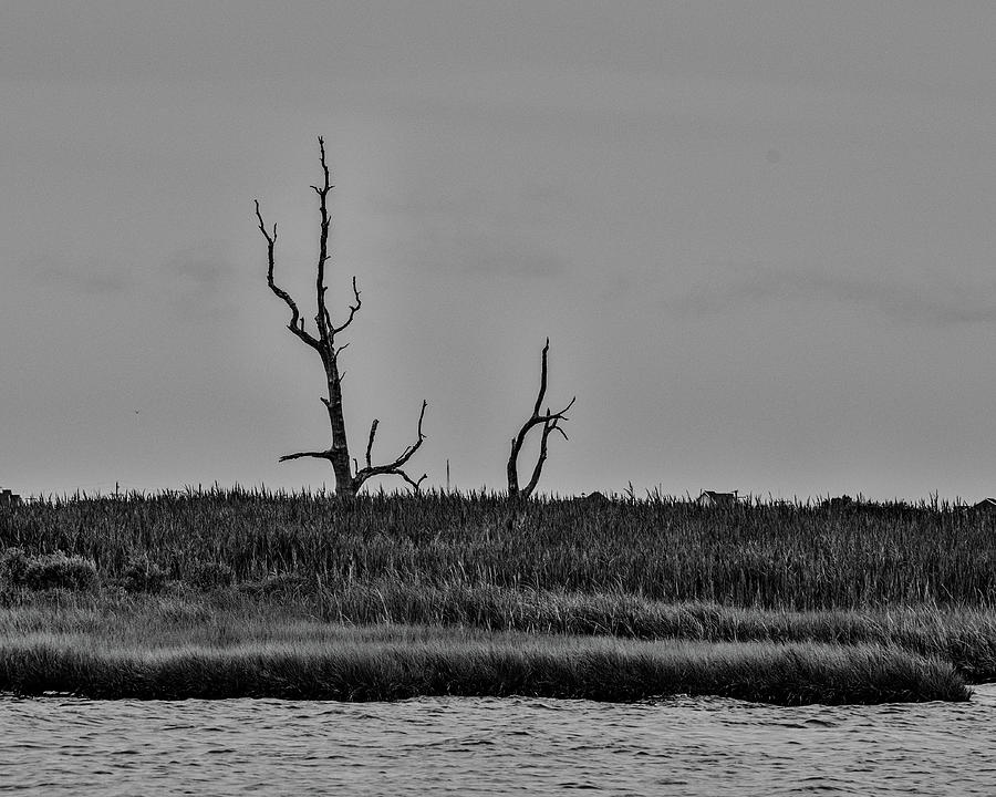 Dead Trees on the Forked River Photograph by Alan Goldberg