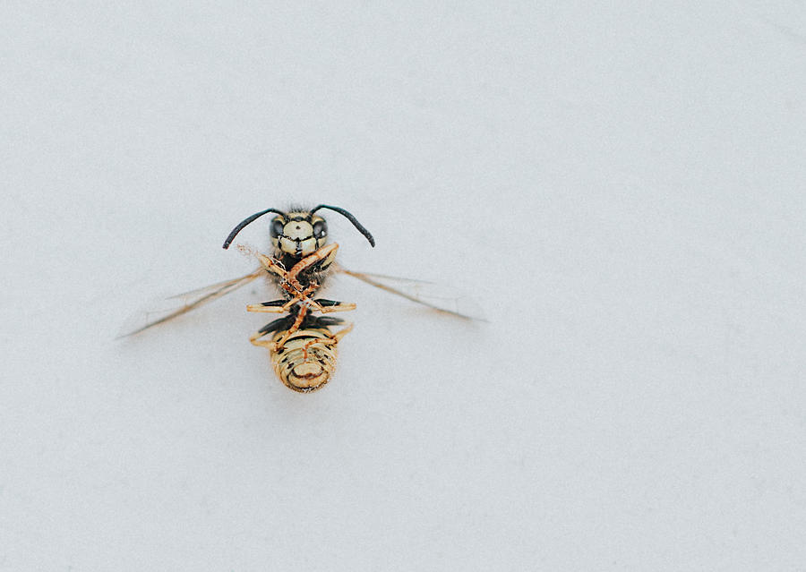 Dead Wasp Photograph by Catherine Falls Commercial