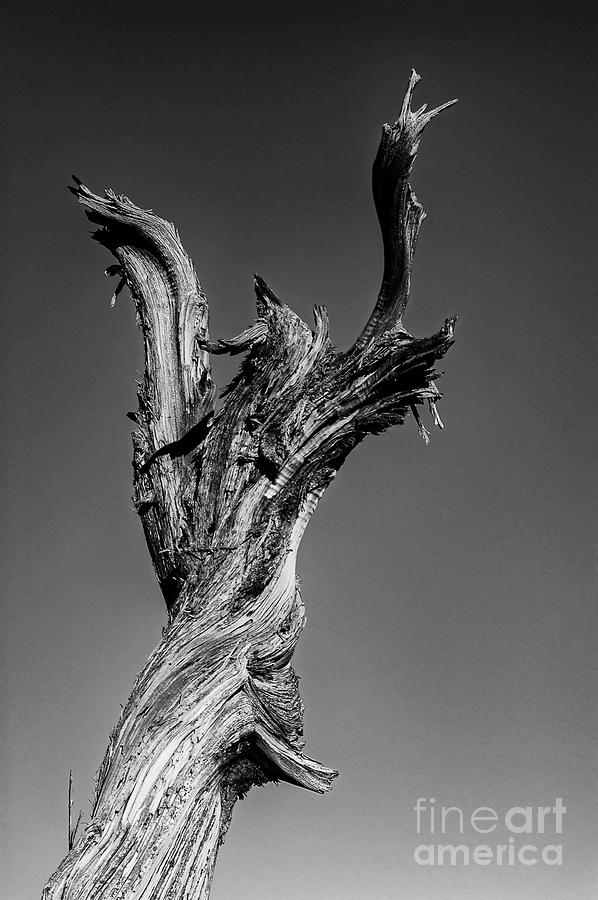 Dead Wood on Hunts Mesa 2 Photograph by Bob Phillips