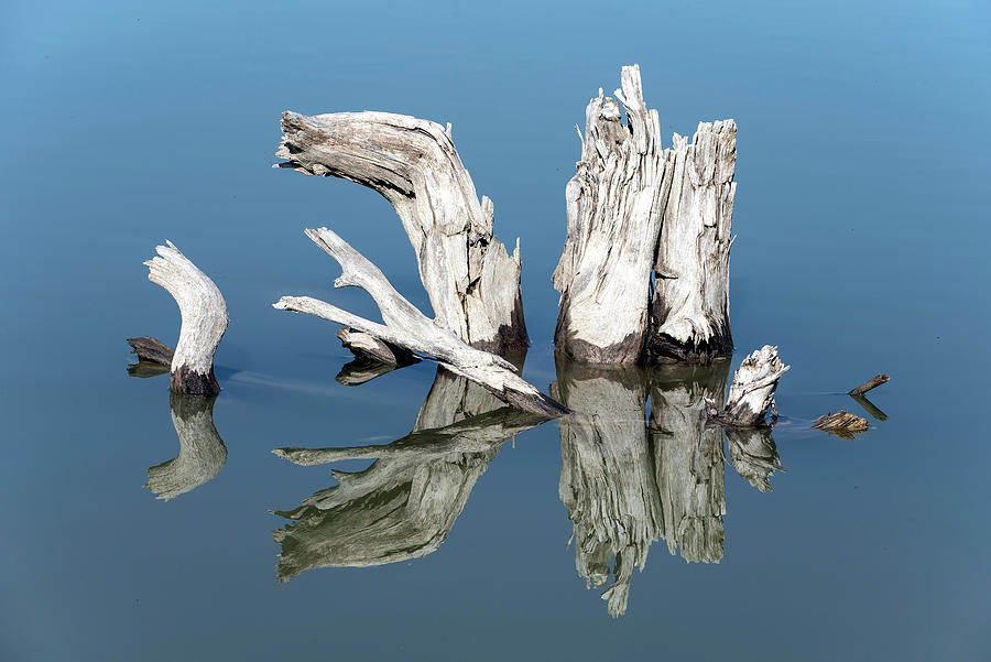 Dead Wood Reflection Photograph by Rick Shea
