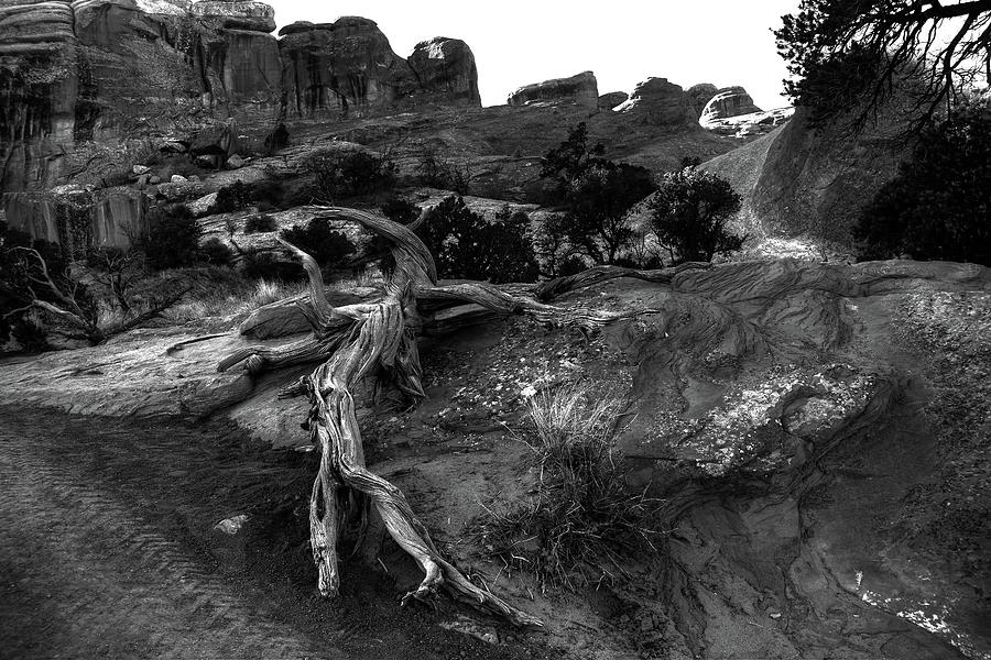Deadfall in Monochrome -  Arches National Park Photograph by Wayne King