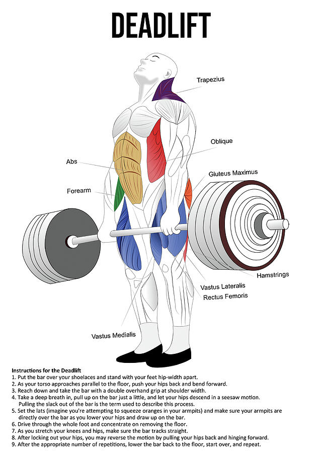 Deadlift - Exercise - Muscle Anatomy Chart Digital Art by Matthew Chan ...