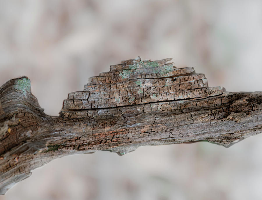 Abstract Photograph - Deadwood Abstract by Karen Rispin