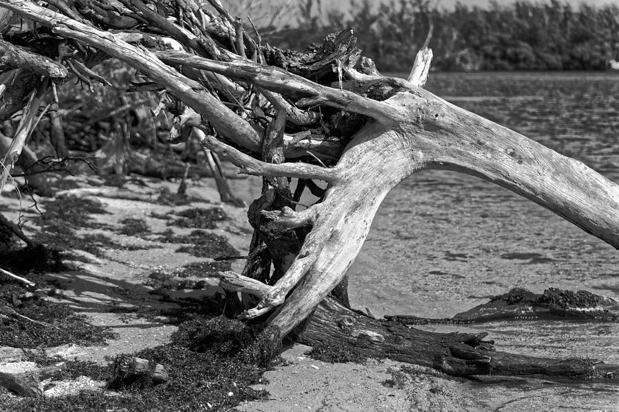 Deadwood by the Beach Photograph by Alan Goldberg