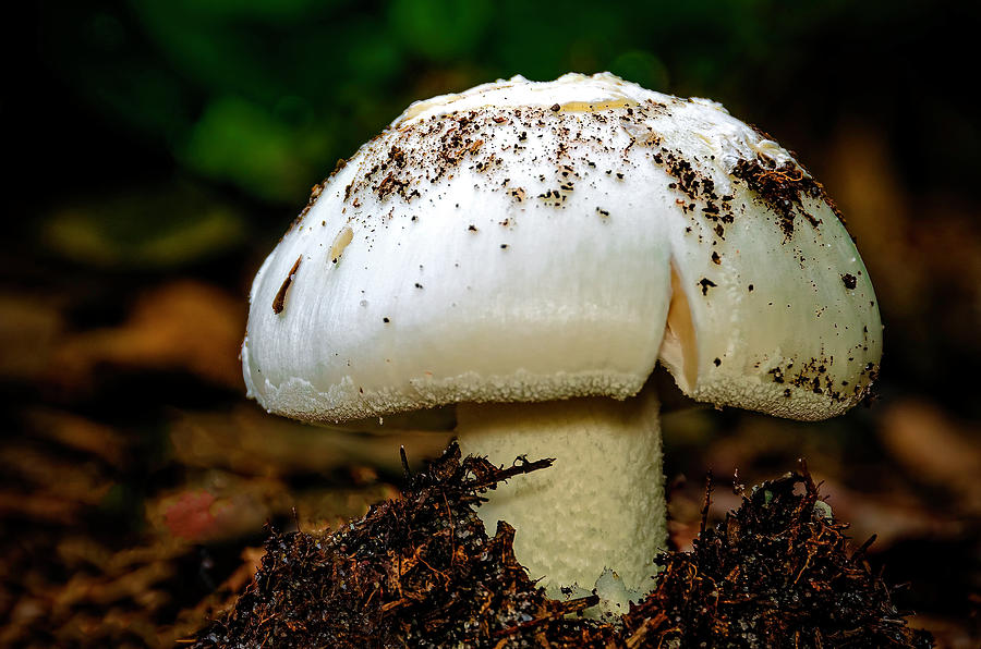 Death Angel Mushroom_02 Photograph by Greg Reed