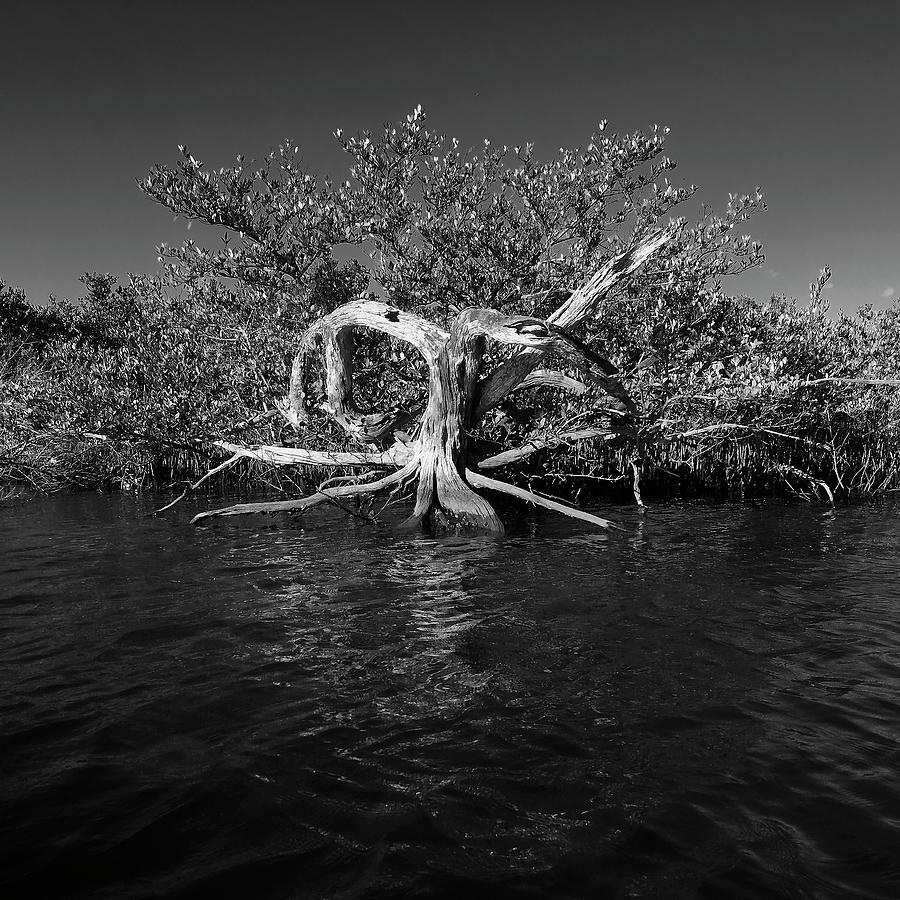 Death at Waters Edge Photograph by Paul Rebmann