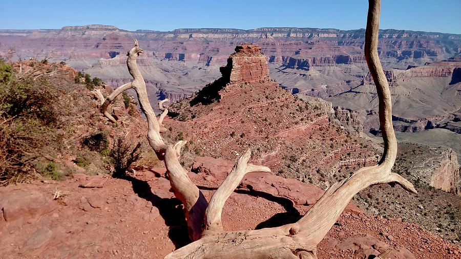 Death In The Canyon Photograph By Brad Highland - Fine Art America