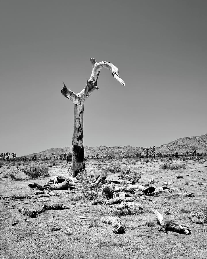 Death of a Joshua Tree Photograph by American Landscapes