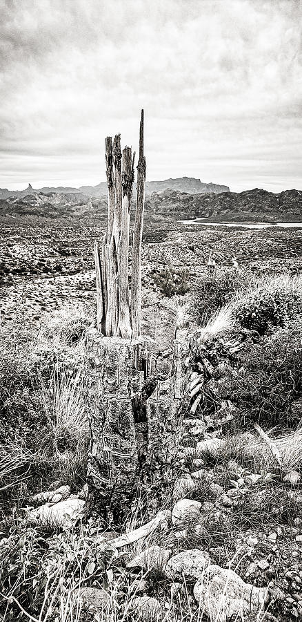 Death of a Saguaro Photograph by Bonny Puckett