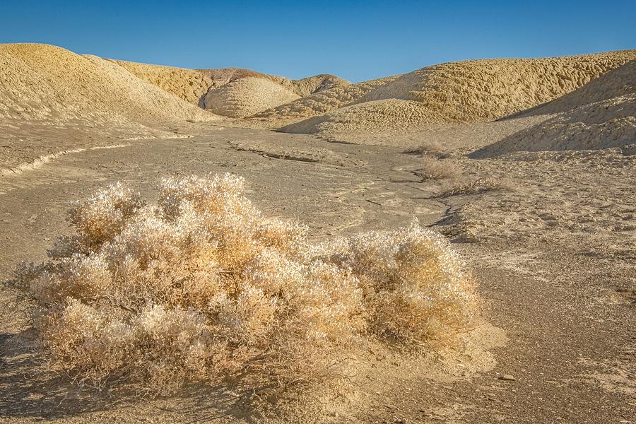 Desert Photograph - Death Valley Desert Sage Brush by Rebecca Herranen