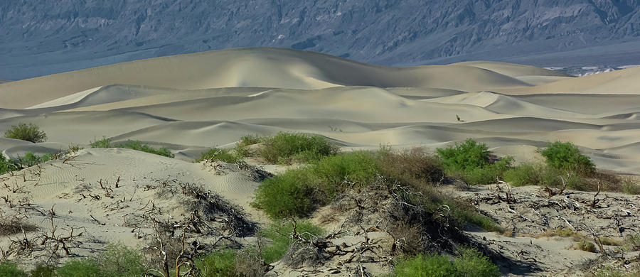 Death Valley Dunes Photograph by Nicholas McCabe