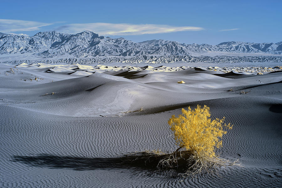 Death Valley National Park Photograph - Death Valley Schrub II by Jon Glaser