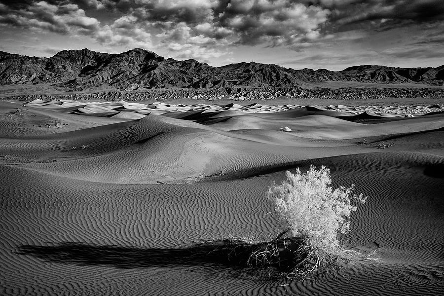 Death Valley Shrub Photograph by Jon Glaser