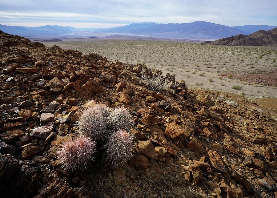 Death Valley Tough Photograph by Brett Harvey