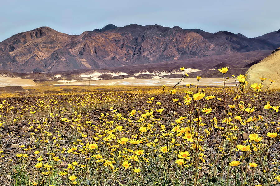 Death Valleys Rare Super Bloom Photograph by Donna Kennedy