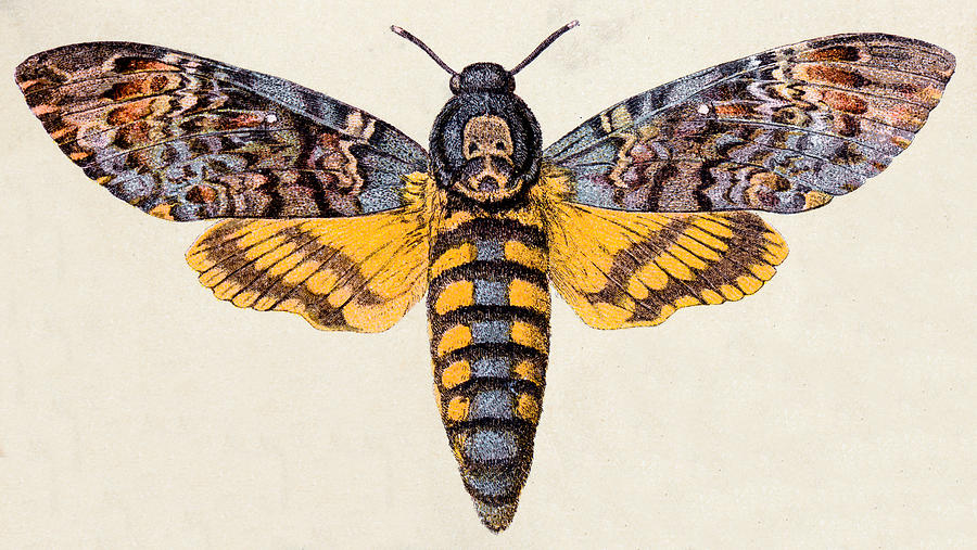 Deaths-head Hawk moth (Acherontia atropos), insect animals antique illustration Drawing by Ilbusca