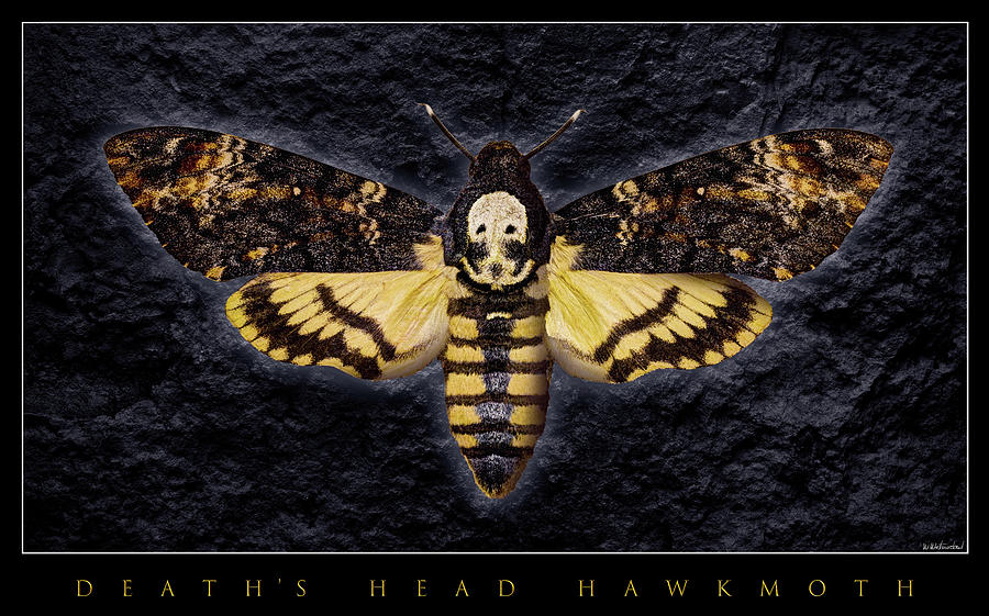 Hawk Photograph - Deaths Head Hawk Moth Framed Version by Weston Westmoreland