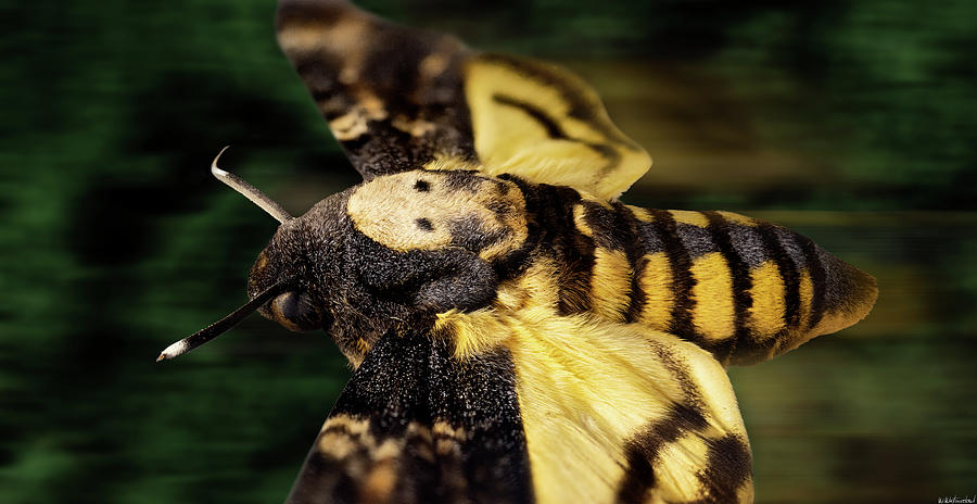 Deaths Head Hawk Moth Macro Photograph by Weston Westmoreland