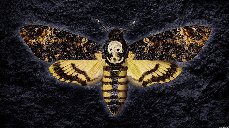 Hawk Photograph - Deaths head Hawk moth by Weston Westmoreland